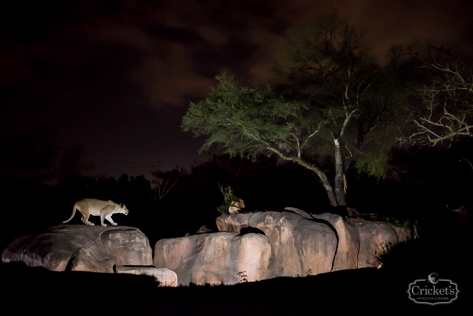 Disney animal kingdom wedding photography